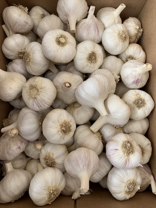 Garlic, ajo, ail, aglio. Allium sativum from Spagna